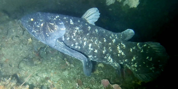 Dikira Punah 66 Juta Tahun Lalu, Ikan Purba Ini Masih Hidup di Laut Indonesia!