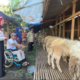 difabel-jadi-marketing-kambing-kurban,-kandang-di-bantul-ini-malah-laris-diserbu-pembeli
