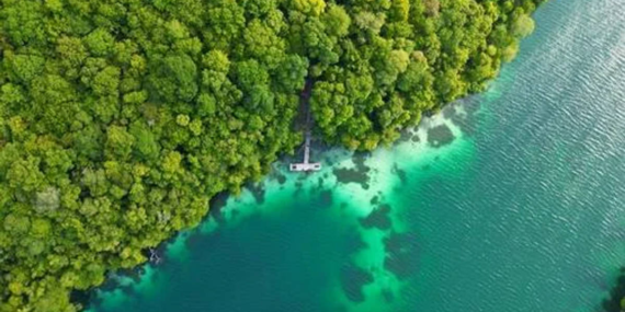 Danau Kakaban Berau, Satu dari Dua Danau Ubur-Ubur Langka di Dunia