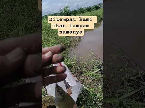 ditempat kami ini ikan lampam namanya #mancing #fishing #mancingmania