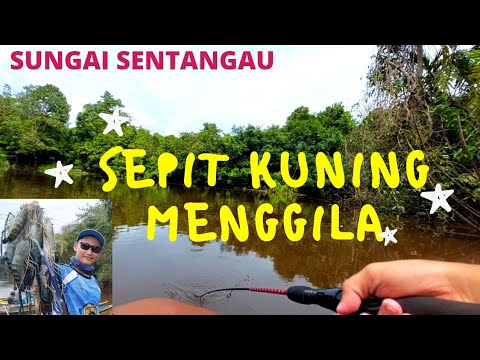 Mancing Udang Galah Pesta Strike di Sungai Sentangau Sentimok Bersama 25 Angler
