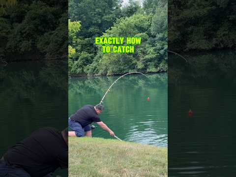 THIS Is How To Fish For CATFISH! 🎣🐟 #shorts #fishing #catfish