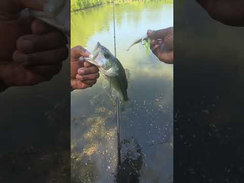 Sing To Them #fishing #fish #youtubeshorts #shorts #viral #video #foryou #fyp #subscribe #op