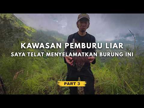 MASUK KAWASAN SARANG PEMBURU – PENDAKIAN GUNUNG WILIS VIA DOLO KEDIRI #PART3