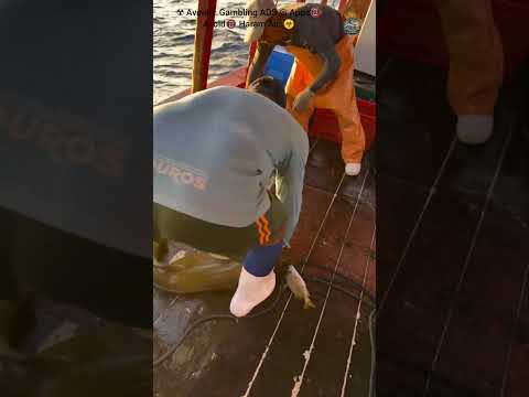 Big eel.SubhanALLHA, Alhamdulillah, ALLHA Hu Akbar.