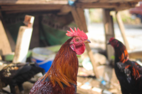 ternyata-selama-ini-kita-makan-ayam-“blasteran”, -waktunya-ayam-asli-indonesia-bisa-berdikari?