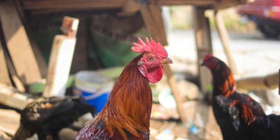 Ternyata Selama Ini Kita Makan Ayam “Blasteran”,  Waktunya Ayam Asli Indonesia Bisa Berdikari?