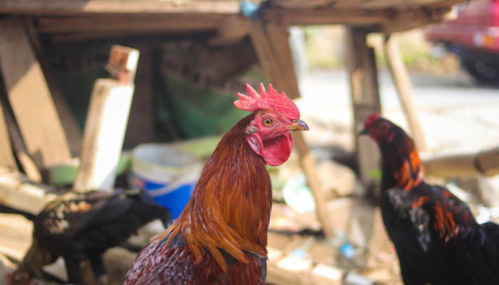 ternyata-selama-ini-kita-makan-ayam-“blasteran”, -waktunya-ayam-asli-indonesia-bisa-berdikari?