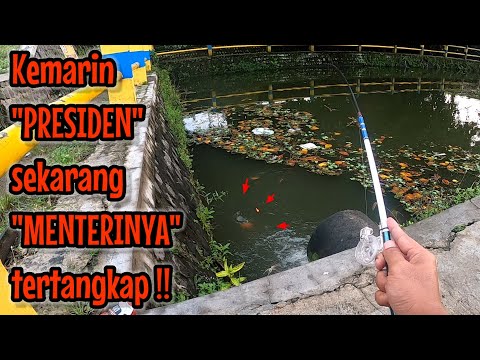 SELALU HOKI TIAP BERANGKAT PAGI ‼️ mancing ikan red devil NAHOL MANIA