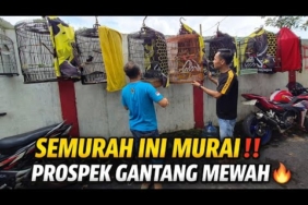 SEMURAH INI‼️ HARGA MURAI BATU PROSPEK GANTANG DI GALERY MURAI JAKARTA🔥