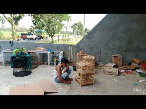 pusat murai batu pati jateng
