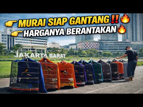 GILA AWAL BULAN‼️ MURAI BATU PROSPEK LOMBA HARGA BERANTAKAN🔥