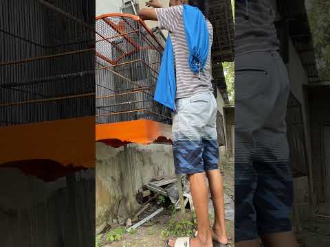 lihat saja ini gaes burung murai batu 1 ini #burung #kicaumania #qinarabanyuwangi