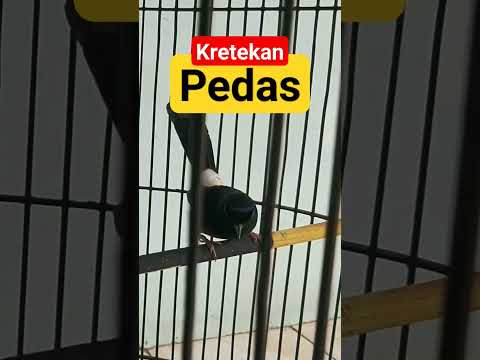 pancingan murai batu pastol biar emosi…subcribes boss🙏👍