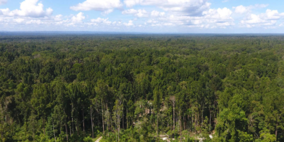 Papua Itu Bukan “Lahan Kosong”, di Sana Ada Hutan, Satwa Endemik, dan Hidup Banyak Orang