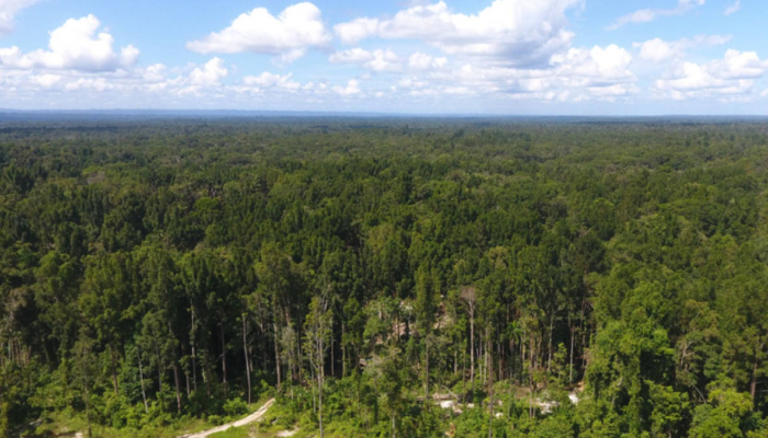 papua-itu-bukan-“lahan-kosong”,-di-sana-ada-hutan,-satwa-endemik,-dan-hidup-banyak-orang