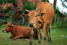 sapi-madura-bukan-sapi-biasa,-ada-dna-banteng-liar-yang-membuatnya-berbeda-dari-lainnya