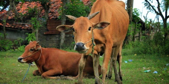 Sapi Madura Bukan Sapi Biasa, Ada DNA Banteng Liar yang Membuatnya Berbeda dari Lainnya