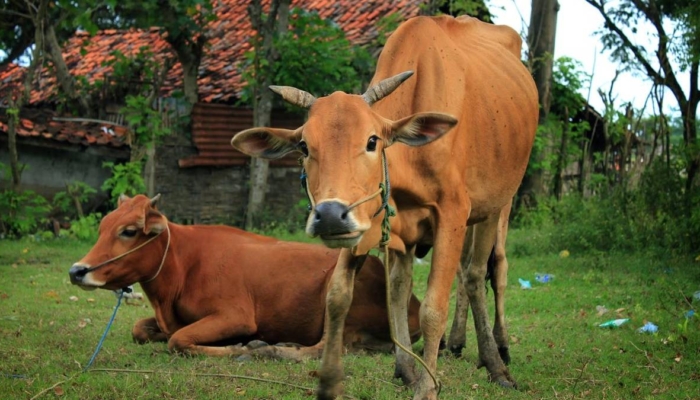 sapi-madura-bukan-sapi-biasa,-ada-dna-banteng-liar-yang-membuatnya-berbeda-dari-lainnya