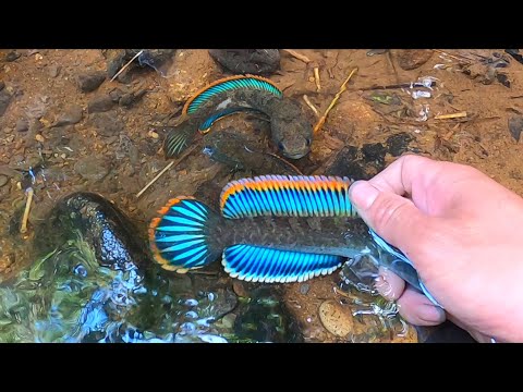 TERNYATA TEMPAT INI SURGANYA  CHANNA LIMBATA MEWAH..!! Mancing ikan channa limbata dihutan