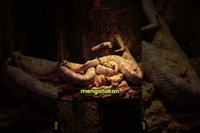Pulau Misterius yang Dijaga Ribuan Ular” #PulauUlar #SnakeIsland #Brazil #TeoriKonspirasi