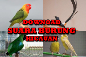 download-suara-burung-mp3-(-lengkap-semua-jenis-burung-)