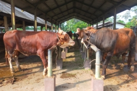 jelang-idul-adha-1447-h,-penjualan-hewan-kurban-di-pasar-manonjaya-tasikmalaya-dipenuhi-para-calo