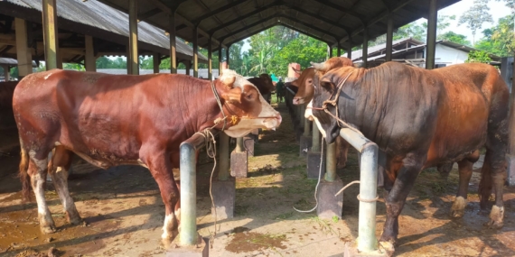 Jelang Idul Adha 1447 H, Penjualan Hewan Kurban di Pasar Manonjaya Tasikmalaya Dipenuhi Para Calo