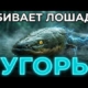 ОН УБИВАЕТ ЛОШАДЬ ОДНИМ УДАРОМ: РЕАЛЬНАЯ ИСТОРИЯ ЭЛЕКТРИЧЕСКОГО УГРЯ