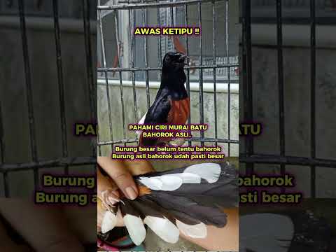 Ciri murai batu Bahorok asli #kicaumania #bunyimurai #burung #burungkicau #burungkicaudialamliar