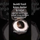 mengenal fosil kelor asli #shortvideo #original #asli #serat #publik #penggemar #hoby #kayu