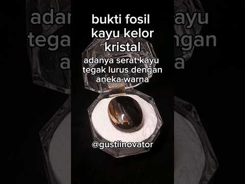 mengenal fosil kelor asli #shortvideo #original #asli #serat #publik #penggemar #hoby #kayu