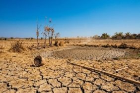 indonesia-nggak-takut-“godzilla-el-nino”,-di-sini-ada-tanaman-pangan-super-yang-tahan-kering
