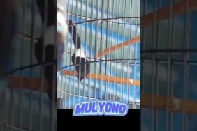 Murai MULYONO milik mr. G kebumen #part2