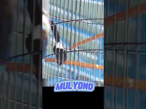 Murai MULYONO milik mr. G kebumen #part2