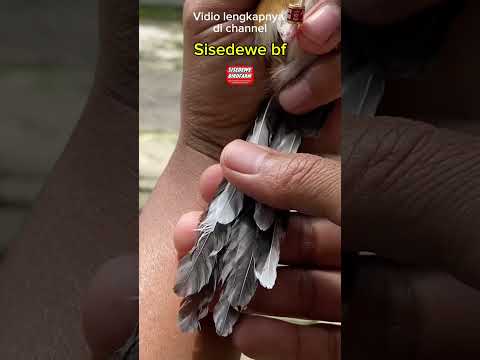 Ciri ciri burung murai trotolan betina #muraibatu #muraitrotolbetina #muraigacor