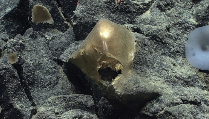 'bola-emas'-di-dasar-laut-berasal-dari-hewan-misterius