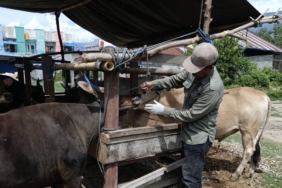 ratusan-sapi-kurban-di-kota-palu-dinyatakan-sehat-dan-layak-kurban