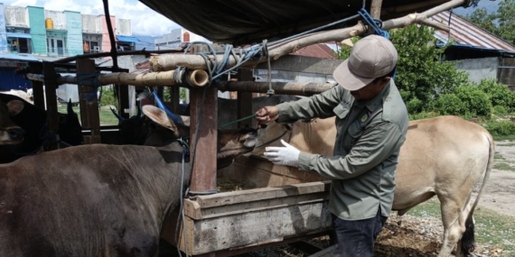 Ratusan Sapi Kurban di Kota Palu Dinyatakan Sehat dan Layak Kurban