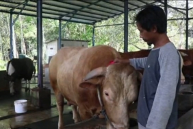 presiden-salurkan-bantuan-kurban-sapi-jumbo-berbobot-1-ton-lebih-ke-balikpapan