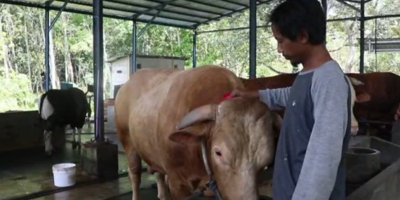 Presiden Salurkan Bantuan Kurban Sapi Jumbo Berbobot 1 Ton Lebih ke Balikpapan