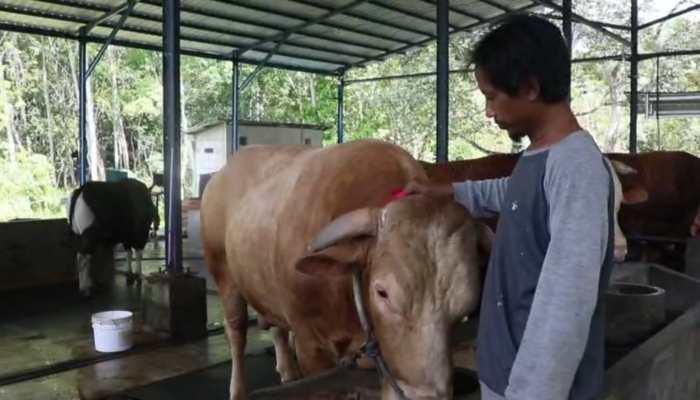 presiden-salurkan-bantuan-kurban-sapi-jumbo-berbobot-1-ton-lebih-ke-balikpapan
