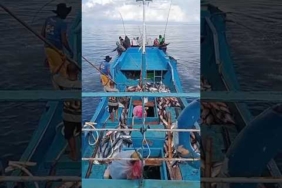 Mancing Ikan Cakalang #short #mancing #fishing #tuna #ikan #tongkol
