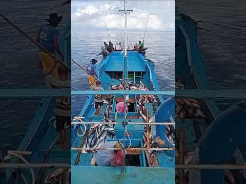 Mancing Ikan Cakalang #short #mancing #fishing #tuna #ikan #tongkol