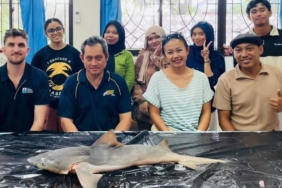 hiu-gangga-yang-nyaris-hilang-kini-muncul-lagi-di-kalimantan-utara