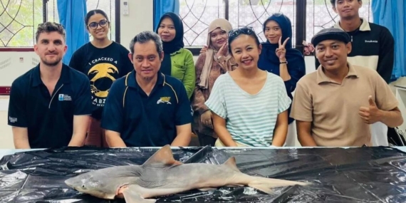 Hiu Gangga yang Nyaris Hilang Kini Muncul Lagi di Kalimantan Utara