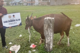 randi-zulmariadi-serahkan-7-sapi-dan-100-kambing-kurban-untuk-masyarakat-kepri