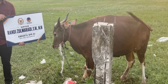 Randi Zulmariadi Serahkan 7 Sapi dan 100 Kambing Kurban untuk Masyarakat Kepri