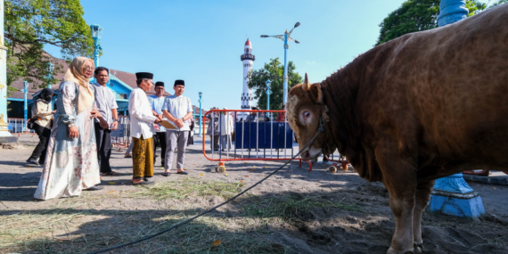 Wali Kota Solo Sampaikan Terima Kasih atas Bantuan Sapi Kurban dari Presiden