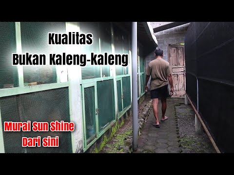 Ngobrol Bareng Peternakan Murai Mbois Farm di Kulon Progo Yogyakarta